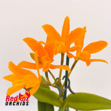 Potinara Shinfong Little Sun 'Young-Min Golden Boy' X Gur. aurantiaca