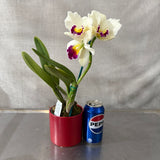 Brassolaeliocattleya  Topaz Impact X Blc. (Drumbeat X Love Sound)