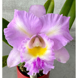Brassolaeliocattleya Aussie Flare T'nt