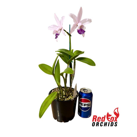 Cattleya intermedia fma. aquinii coerulea 'Haneda' AM AOS X self 'Big Blue' X C. Betsy's Azure Sea