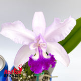 Cattleya Cattleya intermedia x Brassolaeliocattleya Toshie's Magic