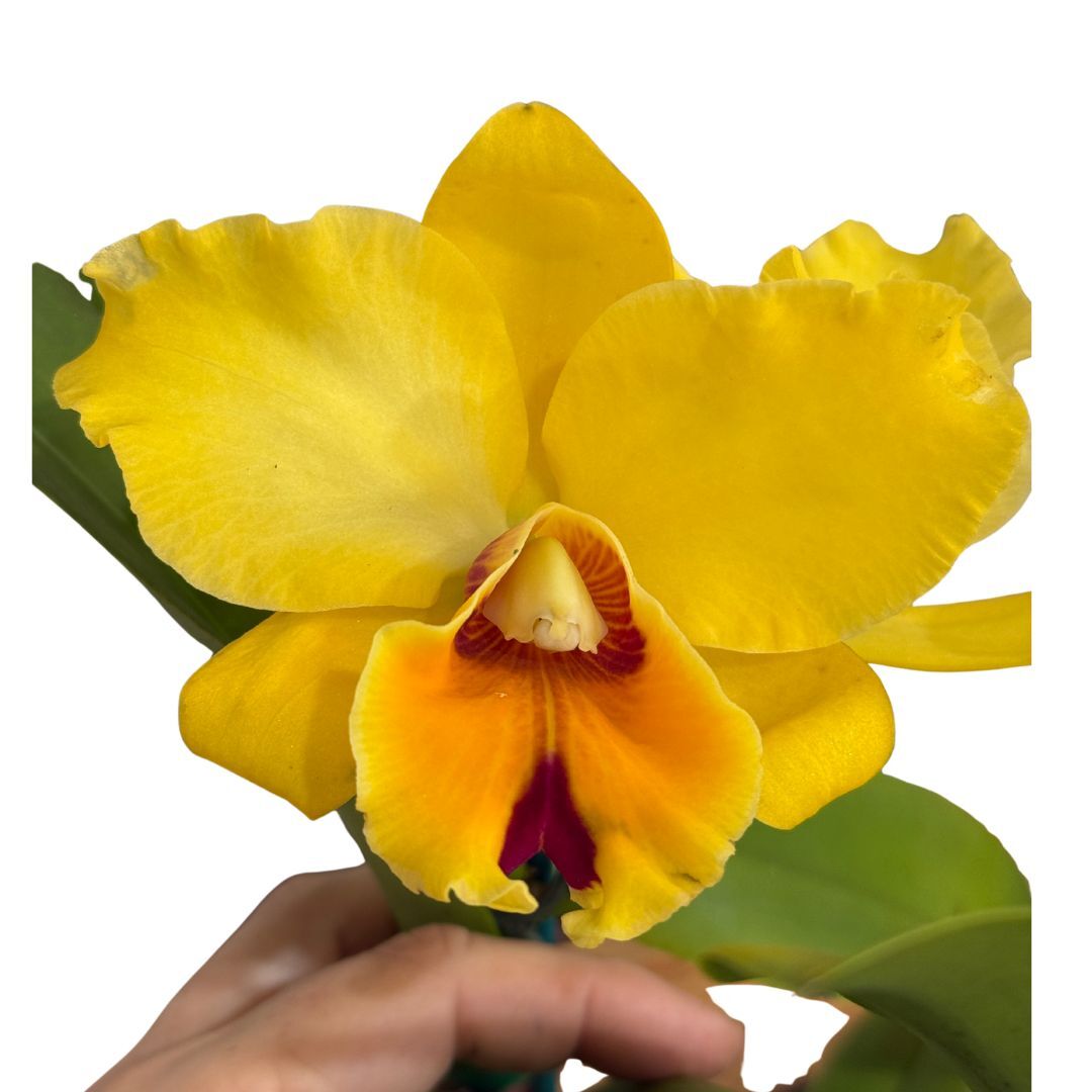 Brassolaeliocattleya Toshie's Magic X Blc. Roy Maidment