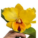 Brassolaeliocattleya Toshie's Magic X Blc. Roy Maidment