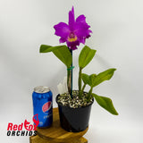 Laeliocattleya Drumbeat 'Triumph' X Lc. Aussie Sunset 'Cosmic Fire'