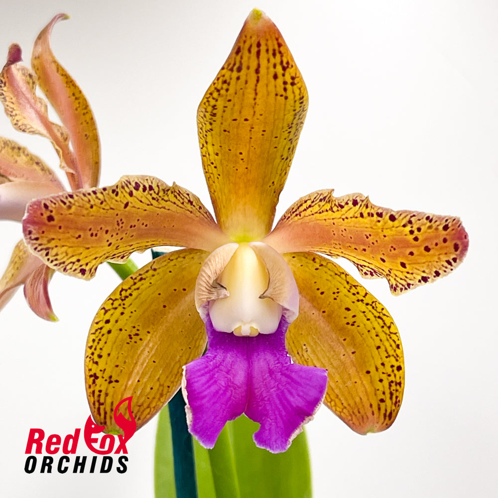 Brassolaeliocattleya (Sun Coast Sunspots X Topaz Lullaby) X C. tigrina albina (leopoldii albina H&R)