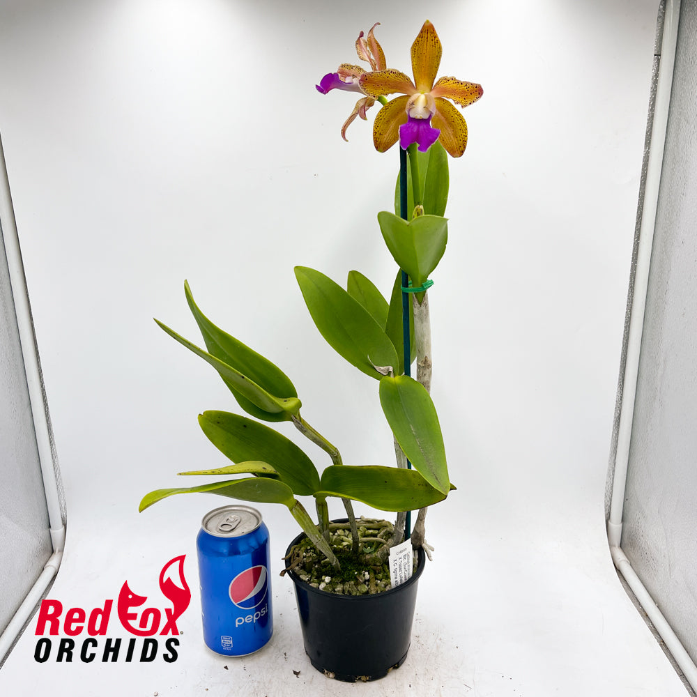 Brassolaeliocattleya (Sun Coast Sunspots X Topaz Lullaby) X C. tigrina albina (leopoldii albina H&R)