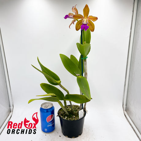 Brassolaeliocattleya (Sun Coast Sunspots X Topaz Lullaby) X C. tigrina albina (leopoldii albina H&R)