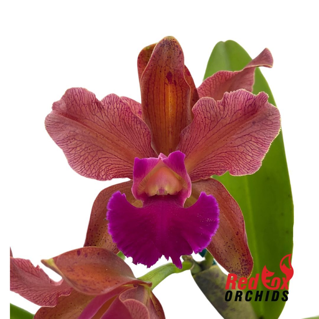 Rhyncholaeliocattleya Hsinying Joy 'July' X C. tigrina var. albina 'Centro de Esmeralda