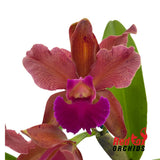 Rhyncholaeliocattleya Hsinying Joy 'July' X C. tigrina var. albina 'Centro de Esmeralda