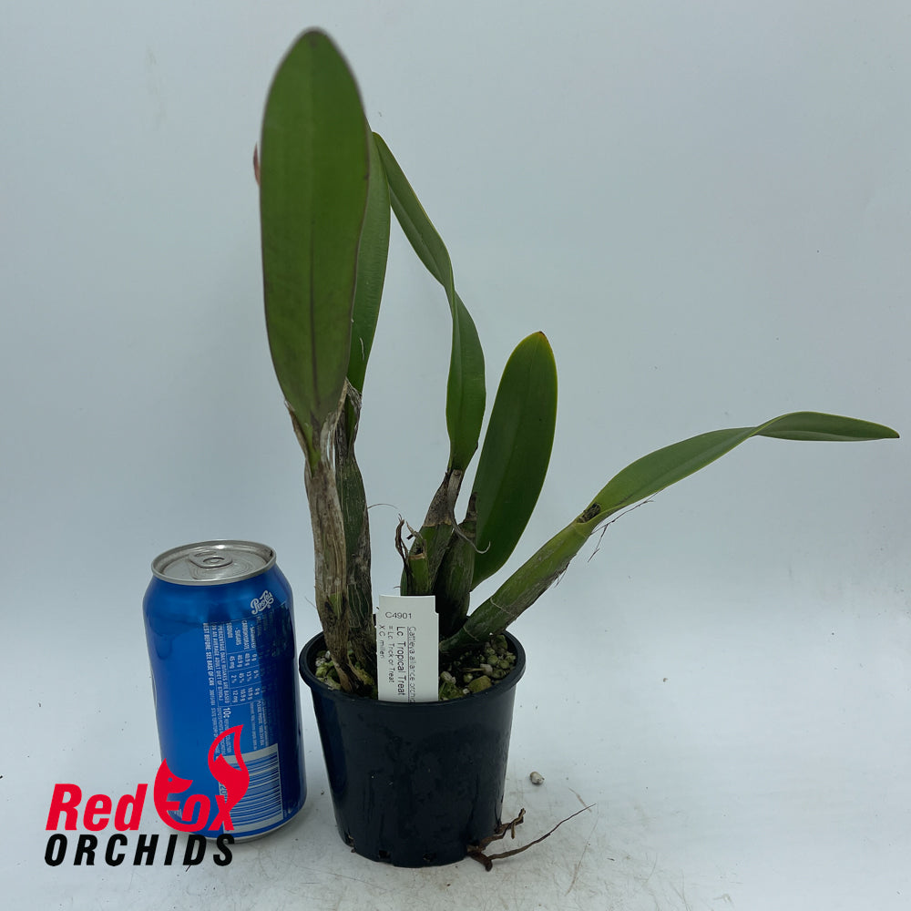 Laeliocattleya Tropical Treat