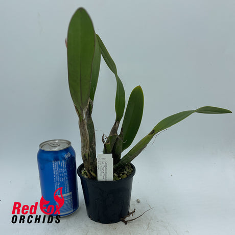 Laeliocattleya Tropical Treat