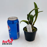 Laeliocattleya Tropical Treat