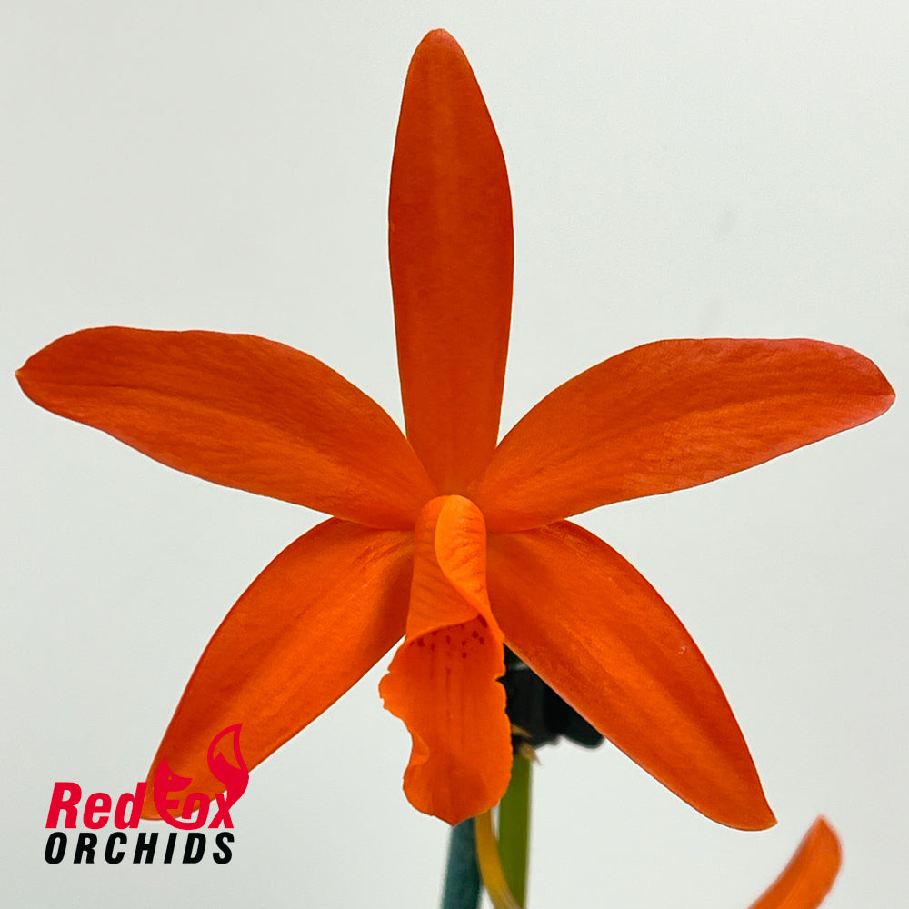 Laeliocattleya Tropical Treat