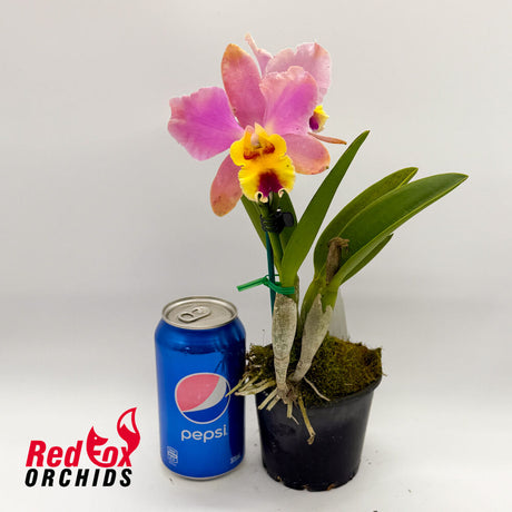 Brassolaeliocattleya Lovely Toshie 'H&R' X  Blc. (Tropical Chip X Redland Trader)