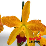 Rhyncattleanthe Topaz Chelsea 'Brilliant Red' X Ctt. Susan Holcombe