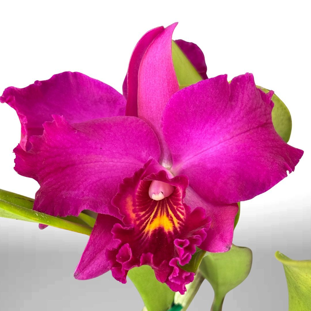 Laeliocattleya Aussie Sunset 'Cosmic Fire' x Potinara (Burdekin Fire Ball x Burdekin Storm)