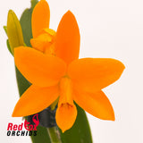 Cattleya aurantiaca (Orange) X Pot. Shinfong Little Sun 'Young-Min Golden Boy'