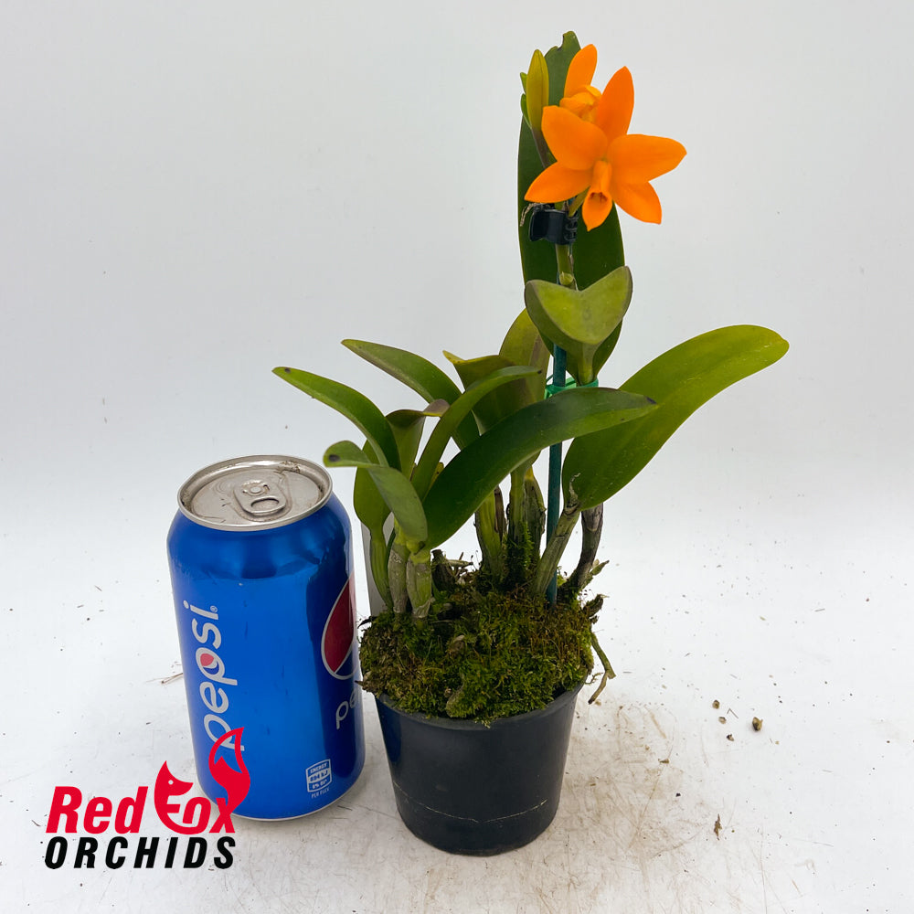 Cattleya aurantiaca (Orange) X Pot. Shinfong Little Sun 'Young-Min Golden Boy'