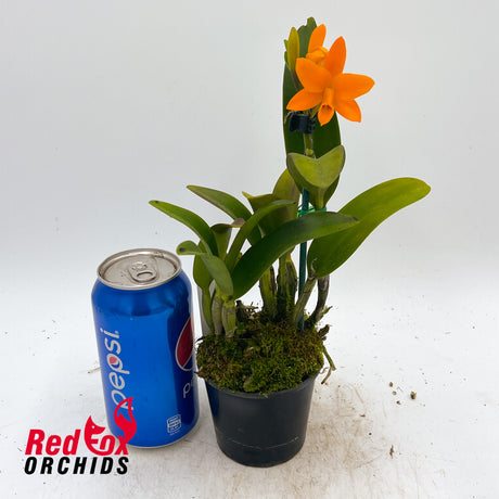 Cattleya aurantiaca (Orange) X Pot. Shinfong Little Sun 'Young-Min Golden Boy'
