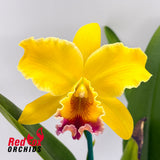 Rhyncattleanthe (Susan Holcombe X Topaz Gazelle) X Rlc. Roy Maidment