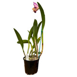 Brassolaeliocattleya (Binosa 'Key Lime' X Susan Holcombe) X Ctt. (Topaz Siren X tigrina)