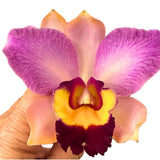 Brassolaeliocattleya (Binosa 'Key Lime' X Susan Holcombe) X Ctt. (Topaz Siren X tigrina)
