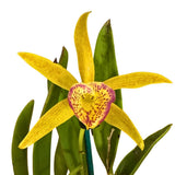 Brassolaeliocattleya (Glenn Maidment x Susan Holcombe) x Brassavola nodosa var. grandiflora