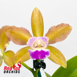 Brassolaeliocattleya Hawaiian Passion 'Carmela' X C. guttata alba