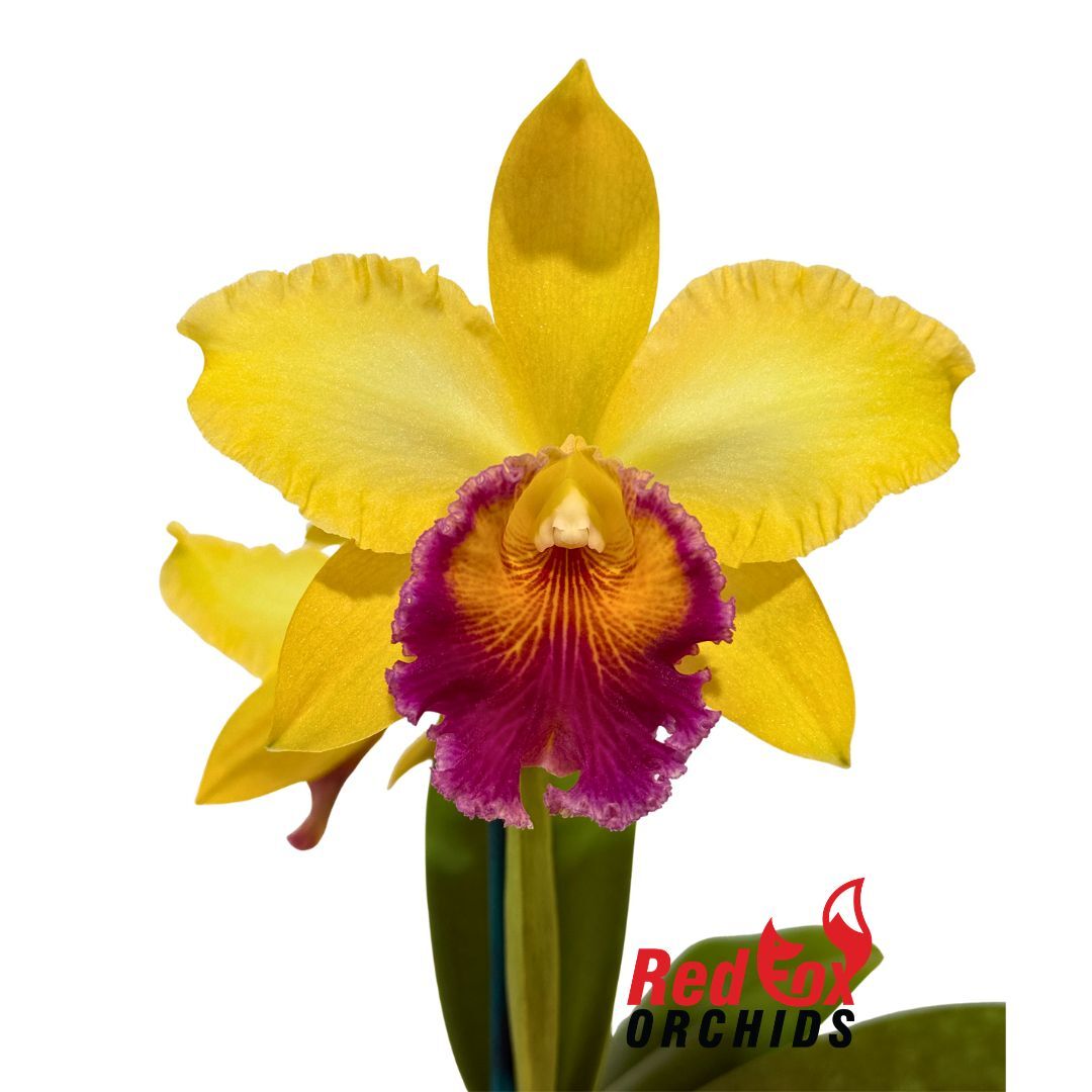 Potinara Goldernell 'Burdekin' X Lc. (Memoria Ralph Yagi X Aussie Sunset)