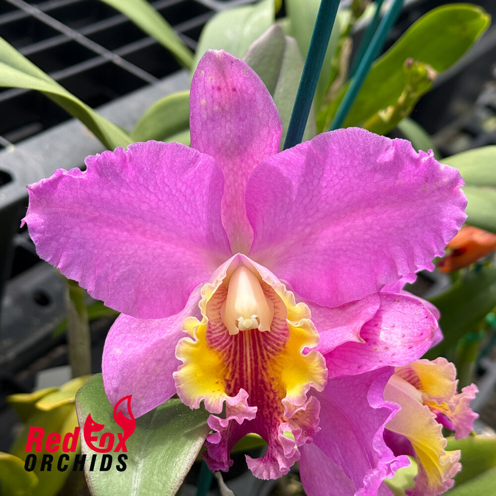 Cattleya Harrisbeat