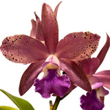 Laeliocattleya (Susan Holcombe x Chocolate Drop) x Cattleya Lulu (4n)
