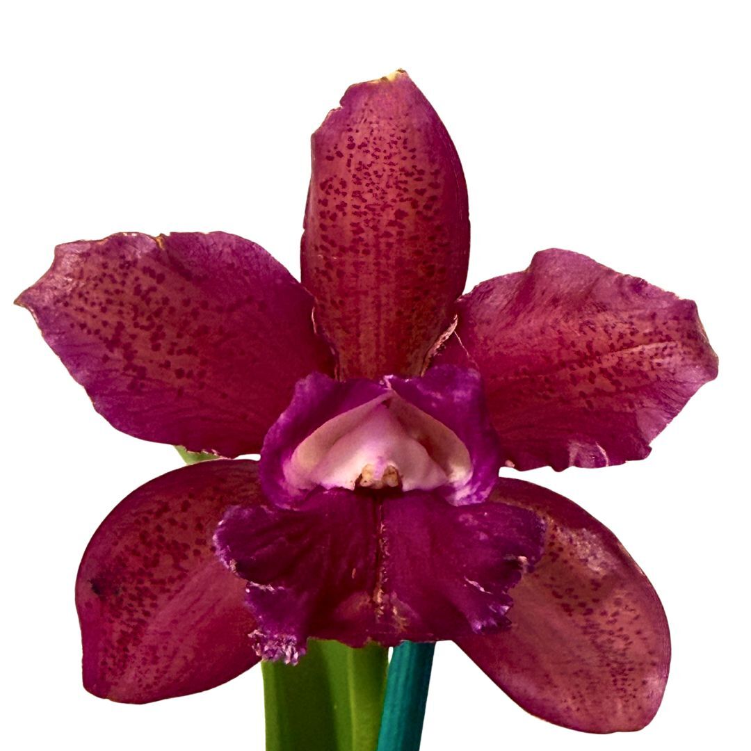 Brassolaeliocattleya (Hawaiian Passion 'Carmela' X guttata var. leopoldii) X C. tigrina ('Garopaba' X 'Rio Grande') 'Burleigh