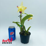 Brassocattleya Little Mermaid x Laeliocattleya (mossiae semi-alba x Aussie Sunset)