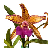 Cattleya Landate x Laeliocattleya Susan Holcombe 'Yellow & Red'