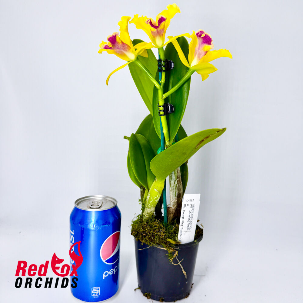 Potinara Chunfong Smile 'VG Y&R Splash' X Blc. George King 'Southern Cross'