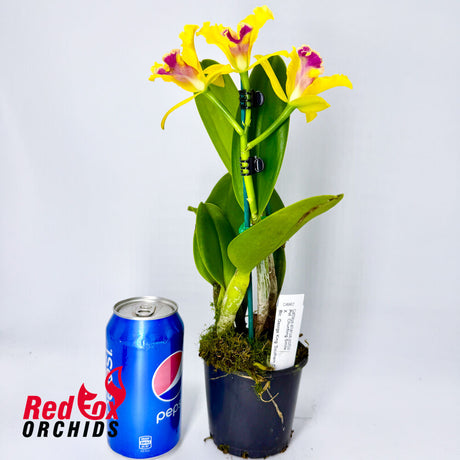 Potinara Chunfong Smile 'VG Y&R Splash' X Blc. George King 'Southern Cross'