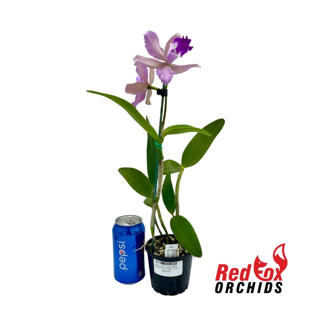 Rhyncholaeliocattleya Topaz Sublime X Slc. Elisabeth Calov