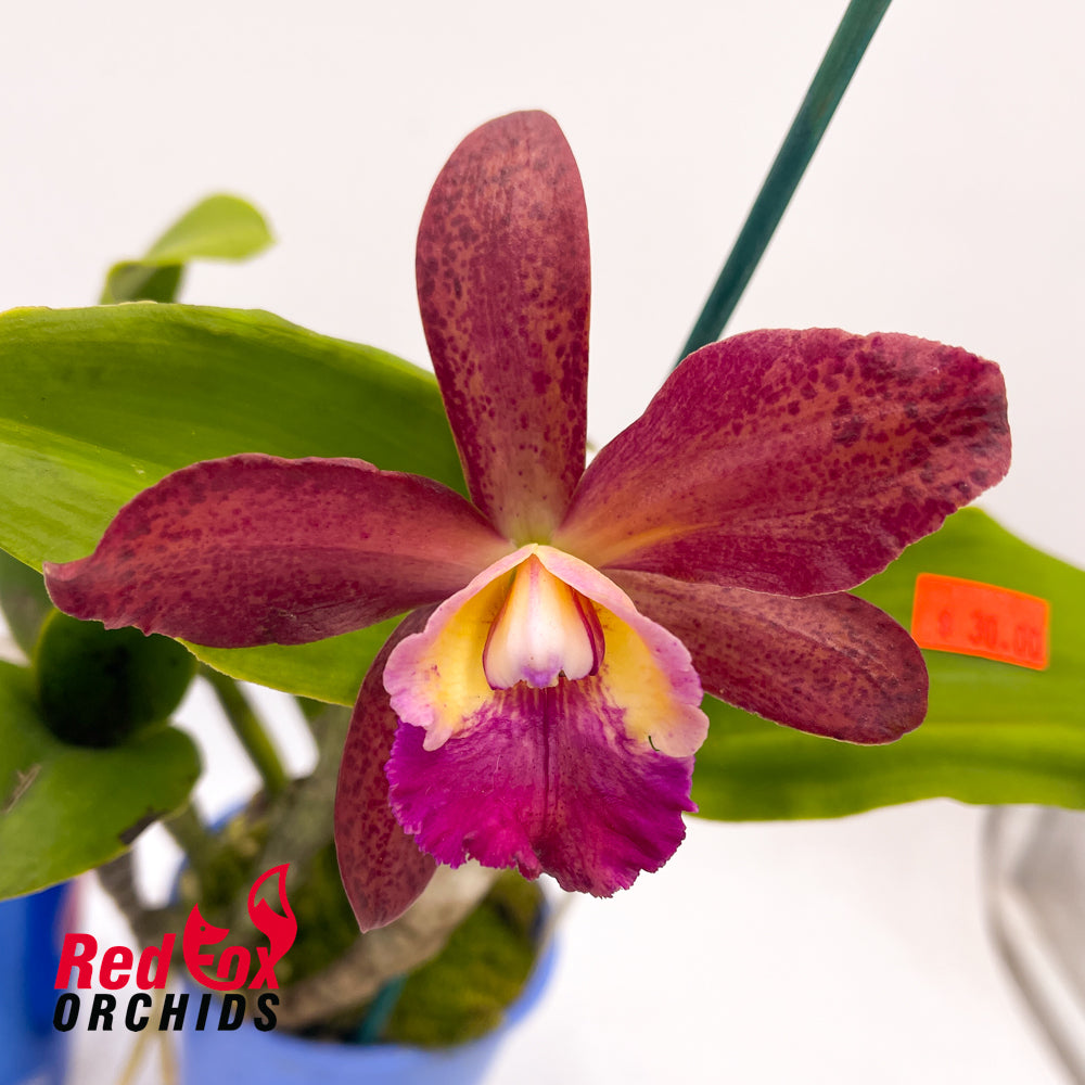 Rhyncattleanthe Excitement X  C. tigrina 'Topaz 2'