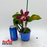 Rhyncattleanthe Excitement X  C. tigrina 'Topaz 2'
