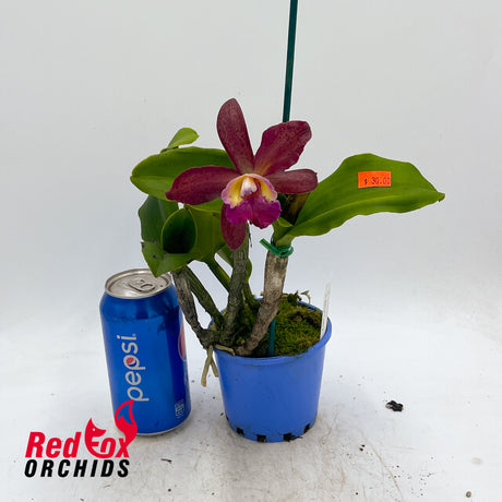 Rhyncattleanthe Excitement X  C. tigrina 'Topaz 2'