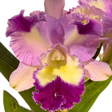 Brassolaeliocattleya Roy Maidment 'Dawn Lights' X Blc. (Mari's Song X Glenn Maidment)