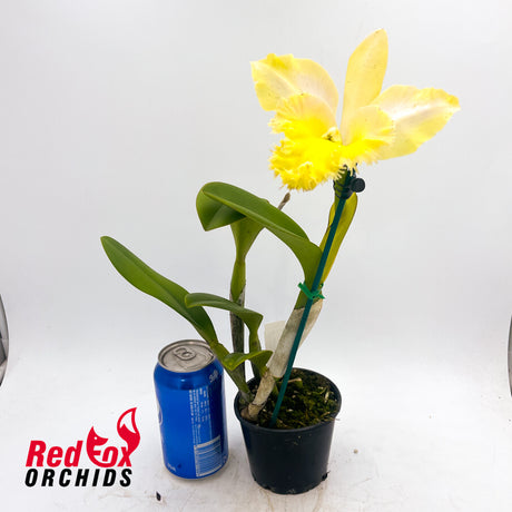 Brassocattleya Golf Green X Blc. Karen's Sunrise 'Waianae'