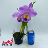 Cattleya jenmanii 'Excellent 4 Display' X Blc. Ann-Marie Hudson '