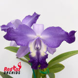 Laeliocattleya Cariad's Mini-Quinee 'Angel Kiss' X C. Betsy's Azure Sea 'RH8'
