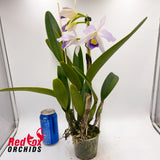 Laeliocattleya Mem. Francis Takakura