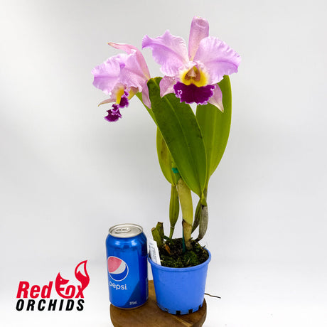 Cattleya jenmanii X Blc. Glenn Maidment