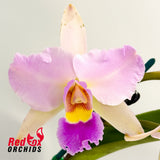Brassolaeliocattleya (Hawaiian Passion 'Carmela' X Lc Aussie Sunset) X Pot. Qing Ming Beauty