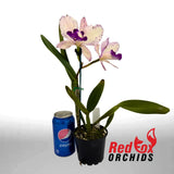 Brassolaeliocattleya Deception Kokoda X Blc. (Topaz Music X Glenn Maidment)