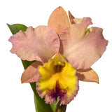 Cattleya Horace 'Maxima' x Rhyncattleanthe Topaz Starshine