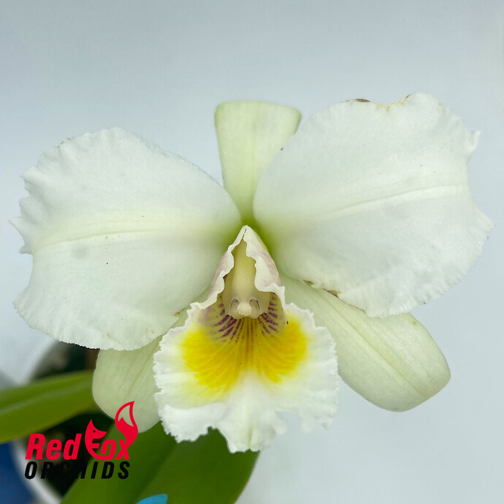 Cattleya labiata alba occulata x Brassolaeliocattleya George King 'Southern Cross'